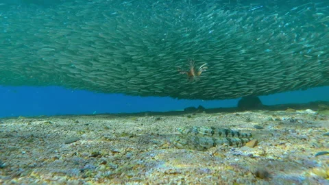 Lizardfish lie on sandy bottom, waiting for prey, active predator Lionfish hunt Stock Footage 333957160