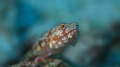Lizardfish macro underwater Stock Footage 50888099