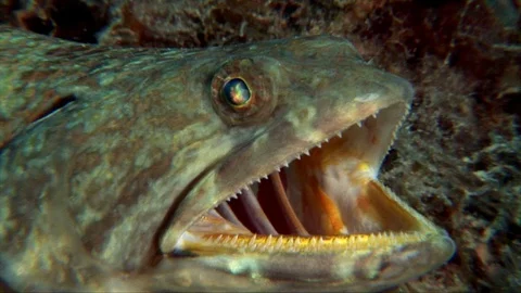 Lizardfish-Synodus intermedius or Sand Diver (182) Stock Footage 93684183