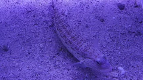 Lizardfish Underwater Portrait Stock Photos