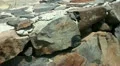 Lizards 20110427 142848ap5 HD Footage