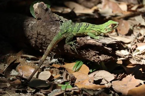Lizards 4 Stock Photos