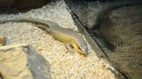 Lizards in aquarium 스톡 동영상 25423735