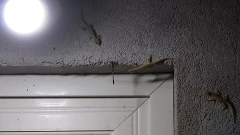 Lizards are catching a dragonfly on the wall in low light Stock Footage 314521970