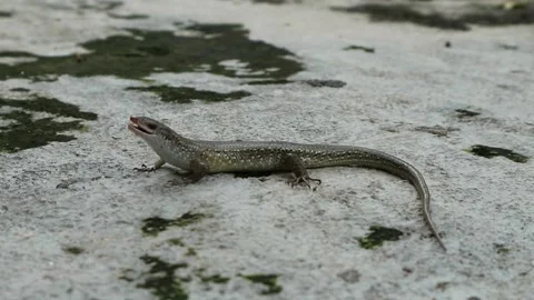 Lizards are waiting for prey. Stock Footage 164342613