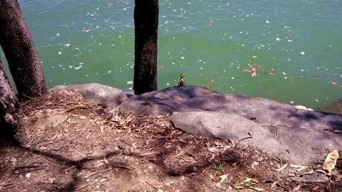 Lizards around Brisbane river in Brisbane, Australia Stock Footage