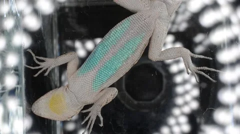 Lizard's belly Stock Footage 46833725