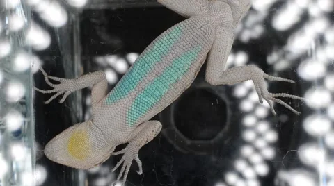 Lizard's belly 動画素材 46833727