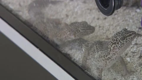 Lizards in the cage 2 Stock Footage 316709331