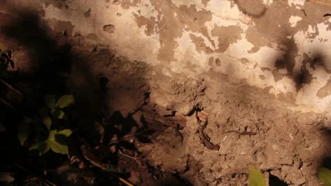 Lizards climb on a warm stone wall Stock Footage 155574436