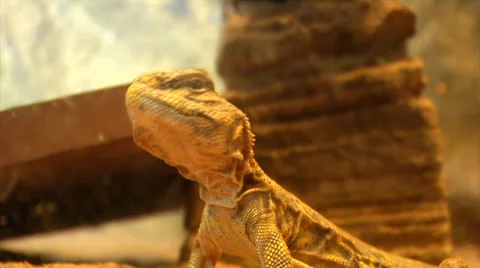 LIZARDS CLOSE UP Stock Footage 39408148