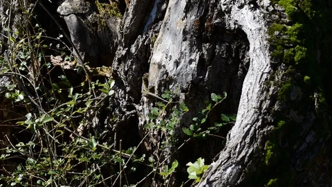 Lizards come out to the first spring Stock Footage 87340831