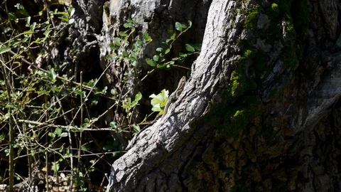 Lizards come out at the first warm spring sun Stock Footage 87341182