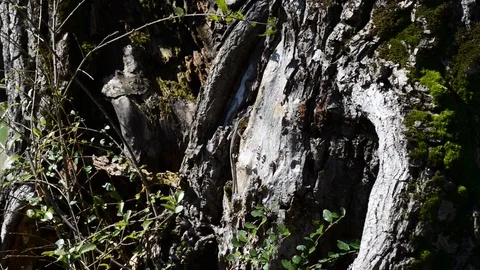 Lizards come out at the first warm spring sun Video stock 87343019