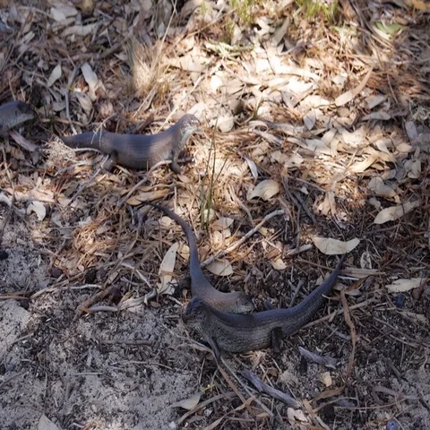 Lizards crawling on forest floor in Australia Stock Footage 69493505