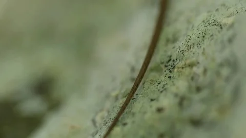 A lizard's eye up close Stock Footage 82768409