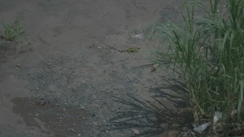 Lizards fighting and aggressive behavior Vidéo 342934667