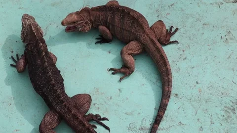 Lizards fighting eachother with blue background in Cuban rescue center Stock Footage 135144033