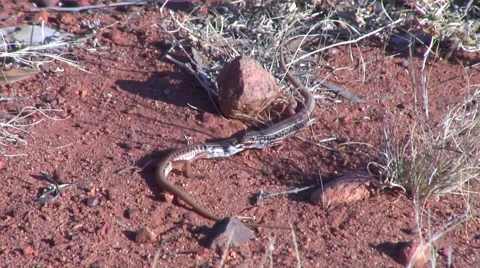 Lizards fighting rolling around on red outback sand biting and fighting Stock Footage 56953091