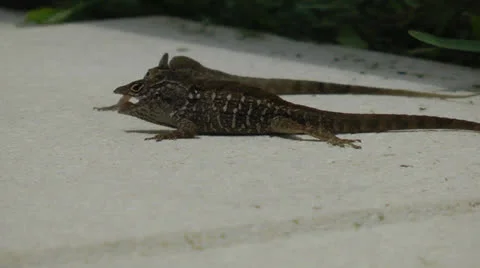Lizards Stock Footage 22794902