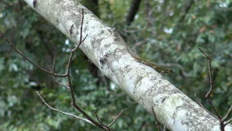 Lizards Stock Footage 96258252