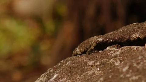 A lizard's head hiding in the crack between rocks closes its eye as a fly passes 스톡 동영상 108036825