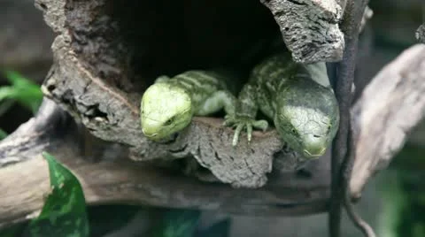 Lizards hiding in tree Stock Footage 8946902