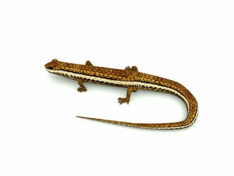 Lizards Stock-Illustration