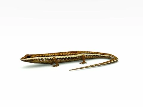 Lizards Stock Illustration