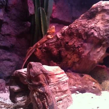 Lizards inside the cage. Foto stock