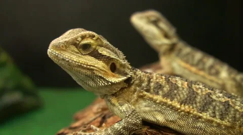 Lizards on a log Vidéo 50138038