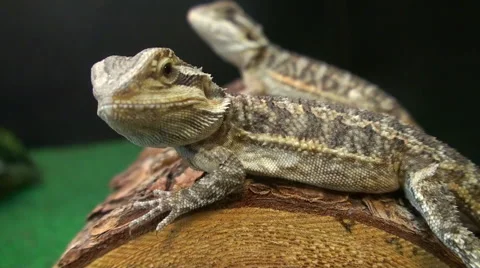 Lizards on a log Vidéo 50138154