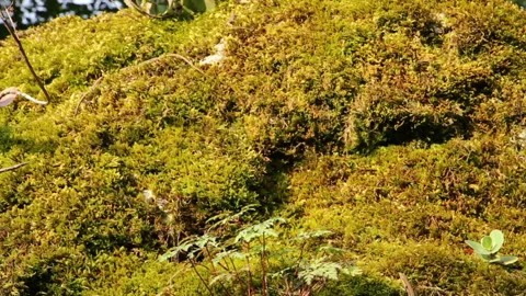 Lizards on Moss Stone in the Forest 1 Stock Footage 297633519
