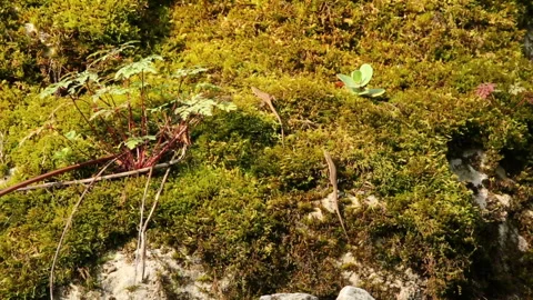 Lizards on Moss Stone in the Forest 2 Stock Footage 297633324
