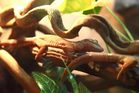 Lizards Stock Photos