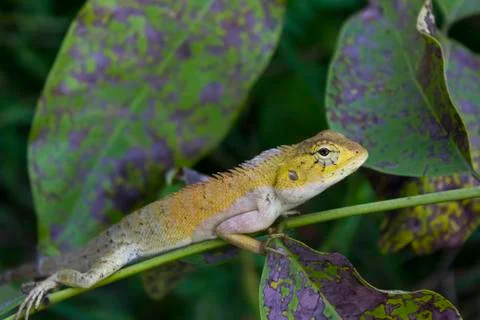 Lizards Stock Photos