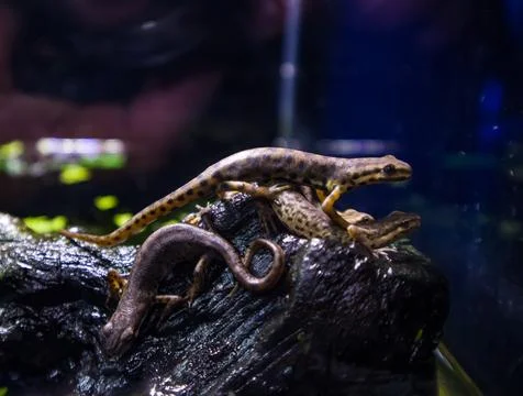 Lizards Stock Photos