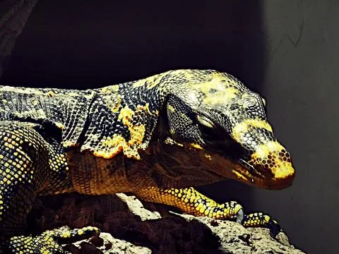 Lizards at rest and balanced because they are in a terrarium Stock Photos