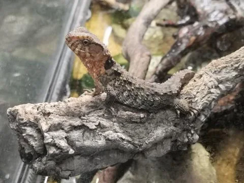 Lizards at rest and balanced because they are in a terrarium Stock Photos