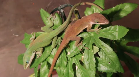 Lizards Resting Vidéo 1061430