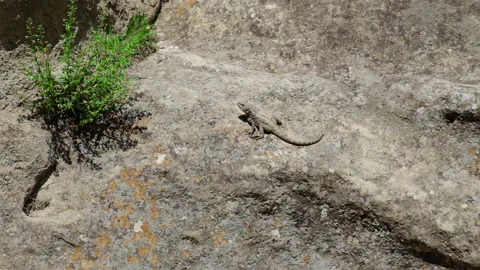 Lizards run in rocks and mountains. Selective focus. Stock Footage 201089332