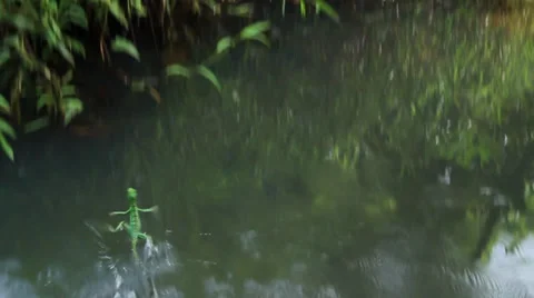 Lizards running across water Stock Footage 27645648