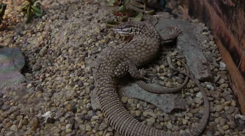 Lizards still sitting in the cage Stock Footage 50098017