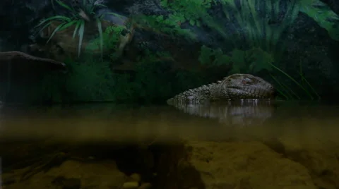 Lizards still sitting in the cages Stock Footage 50098103