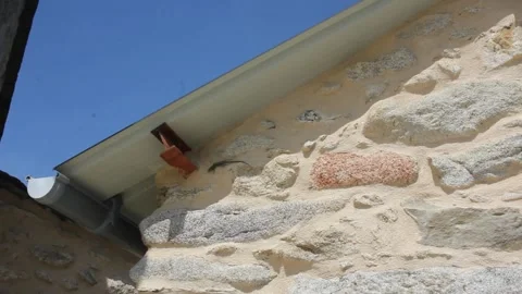 Lizards like sunny walls Video stock 255210387