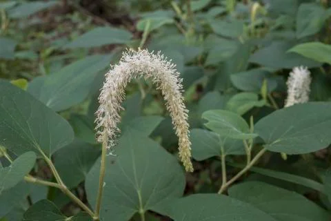 Lizard's Tail Stock Photos
