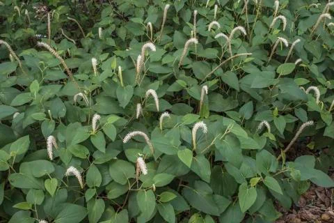 Lizard's Tail Stock Photos