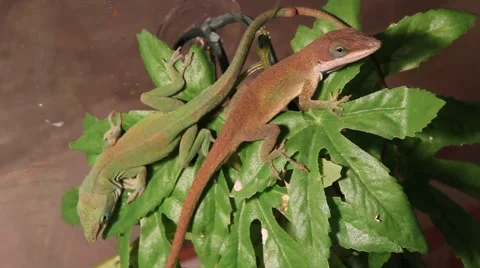 Lizards in a tree Video stock 1061671
