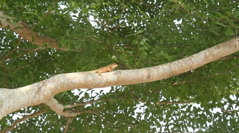 Lizards on tree Stock Footage 50592057