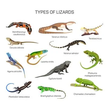 Lizards vector set in flat style design. Different kind of lizard reptile Stock-Illustration
